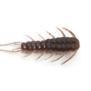 083-SMOKE SHRIMP